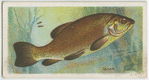 Tench (Tinca tinca).