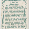 Tench (Tinca tinca).