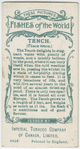 Tench (Tinca tinca).