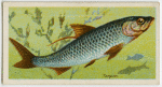 Tarpon (Megalops thrissoides).