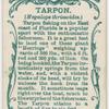 Tarpon (Megalops thrissoides).