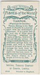 Tarpon (Megalops thrissoides).