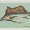 Sword-fish (Histiophorus pulchellus).