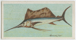 Sword-fish (Histiophorus pulchellus).
