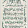 Sword-fish (Histiophorus pulchellus).