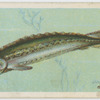 Sturgeon (Acipenser sturio).