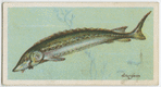 Sturgeon (Acipenser sturio).