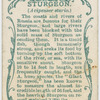 Sturgeon (Acipenser sturio).