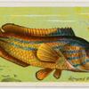 Striped wrasse (Labrus mixtus).