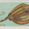 Sting-ray (Trygon pastinaca).