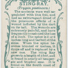 Sting-ray (Trygon pastinaca).