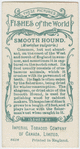 Smooth hound (Mustelus vulgaris).