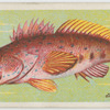 Sea perch (Colpognathus dentex).