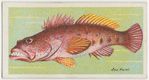 Sea perch (Colpognathus dentex).