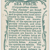 Sea perch (Colpognathus dentex).