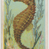 Sea-horse (Hippocampus).