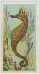 Sea-horse (Hippocampus).