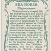 Sea-horse (Hippocampus).