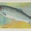 Salmon (Salmo salar).