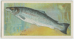 Salmon (Salmo salar).