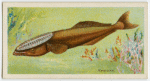 Remora (Echeneis remora).