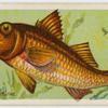 Red mullet (Mullus barbatus).