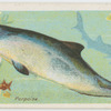 Porpoise (Phocœna communis).
