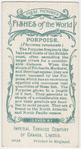 Porpoise (Phocœna communis).