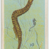 Pipe-fish (Syngnathus acus).