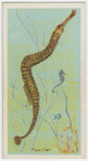 Pipe-fish (Syngnathus acus).