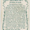 Pipe-fish (Syngnathus acus).