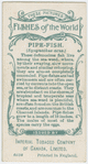 Pipe-fish (Syngnathus acus).
