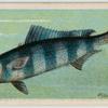 Pilot-fish (Naucrates ductor).