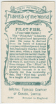 Pilot-fish (Naucrates ductor).