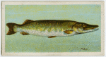 Pike (Esox lucius).