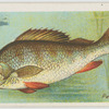 Perch (Perca fluviatilis).