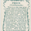Perch (Perca fluviatilis).