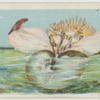 Pearly nautilus (Nautilus pompilius).