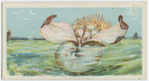 Pearly nautilus (Nautilus pompilius).