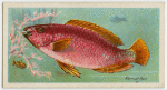 Parrot-fish (Scarus).