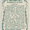 Parrot-fish (Scarus).