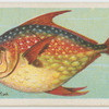 Opah or king-fish (Lampris luna).