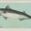 Mackerel (Scomber scomber).