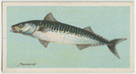 Mackerel (Scomber scomber).