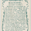 Mackerel (Scomber scomber).
