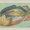 Lump fish (Cyclopterus lumpus).