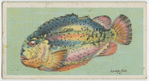 Lump fish (Cyclopterus lumpus).