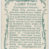Lump fish (Cyclopterus lumpus).