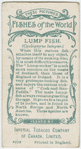Lump fish (Cyclopterus lumpus).