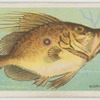 John dory (Zeus faber).